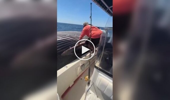 Рыбаки забрались на тушу кита