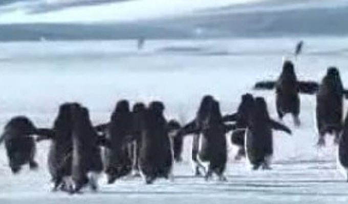 Летающие пингвины