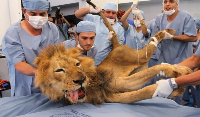 Фотографии живых зверей, которые погибли бы без врачебной помощи людей (14 фото)