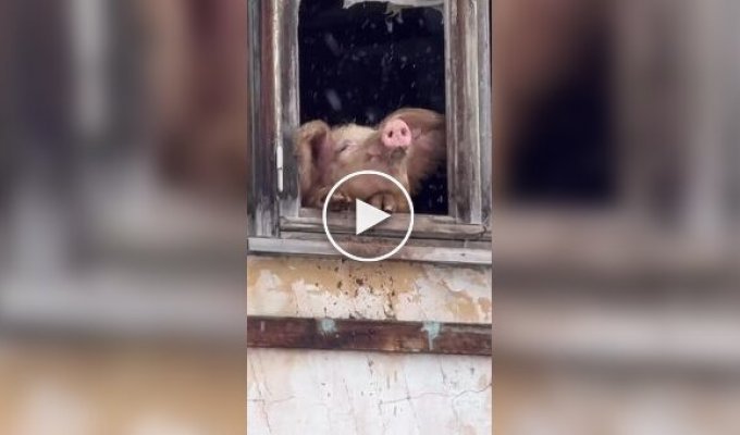 Люди спасли от забоя свинью, полюбившую снегопад