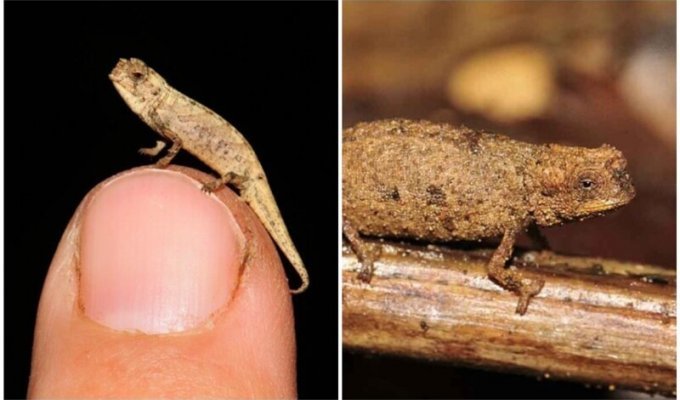Ученые нашли "нано-хамелеона" - самую маленькую рептилию в мире (4 фото)