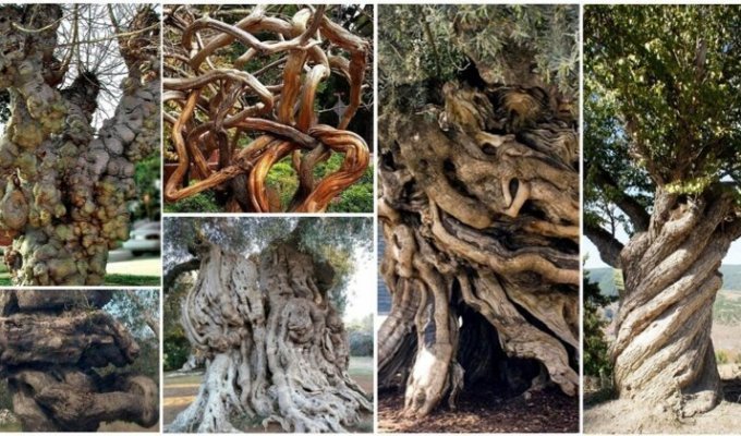 20 деревьев, над которыми поиздевалась природа, превратив их в монстров (21 фото)