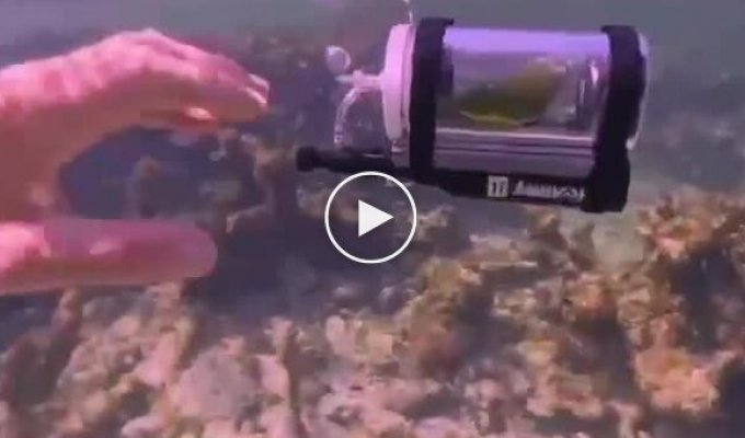 Попугай плавает в мини-батискафе