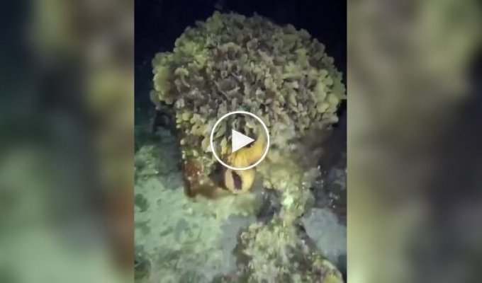 Осьминог перехитрил угря