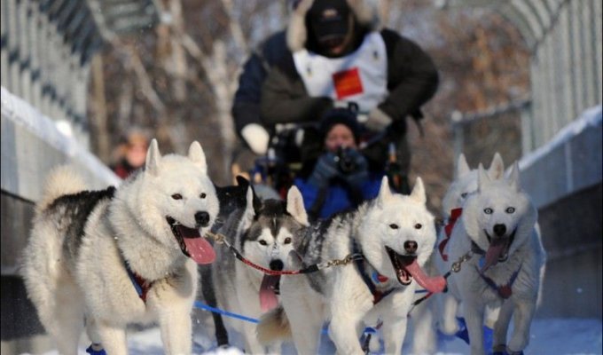 Собачьи гонки Идитарод (15 фото)