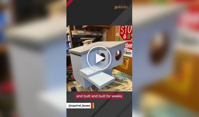 Камеры в беличьих домиках показали жизнь за закрытой дверью