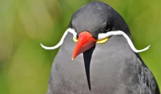 The Inca Tern: The Bird with a Mustache (10 Photos)