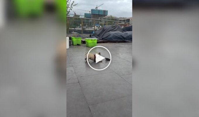 Страшно, очень страшно: мопс познакомился с жабой