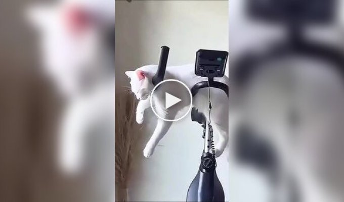 Коты могут спать где угодно