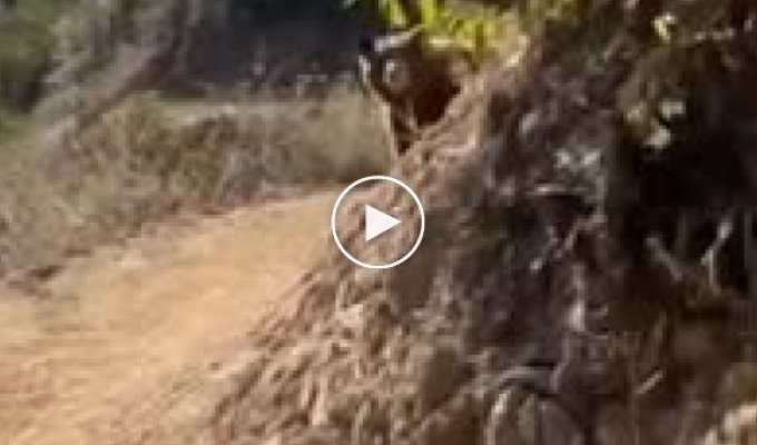 A girl while jogging met a mother bear with her cubs
