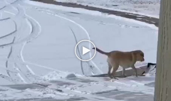 Лопата снега и собака веселяка
