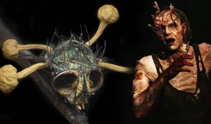 Nature invented zombies before Hollywood: 6 parasites that turn animals into living creatures Puppets (11 photos)