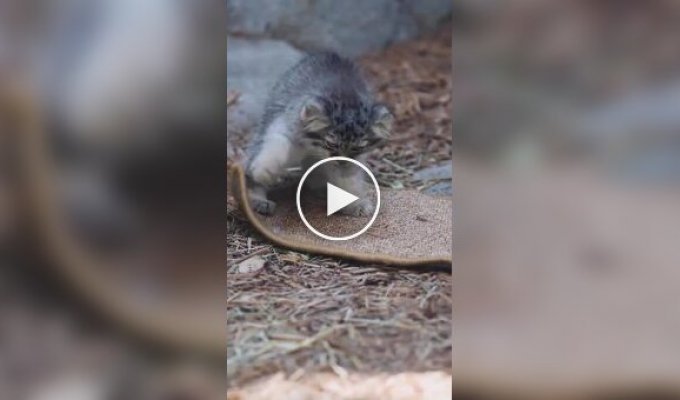 Pallas cat baby learns to sharpen its claws