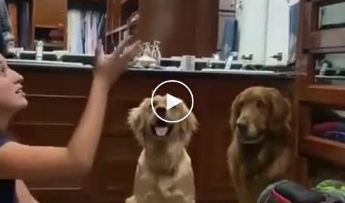 Funny reaction of dogs to the disappearance of a toy