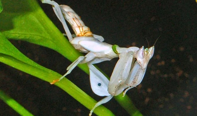 What do praying mantises eat (1 photo + 4 videos)