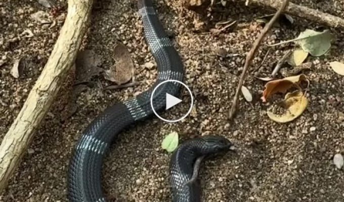 An unpredictable snake from Africa