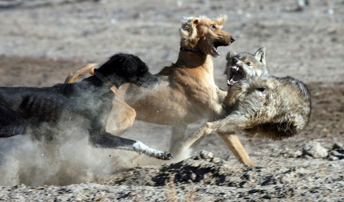 Вовкодави: створені для бійки з вовком (8 фото)
