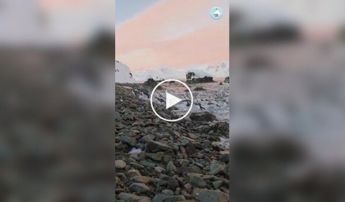 Пингвины покидают остров с наступлением антарктической зимы
