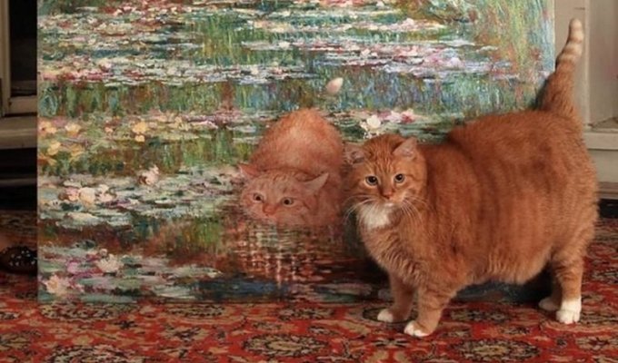 These cats are very similar to people (20 photos)