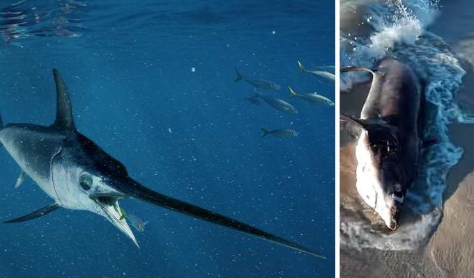 На ливийский берег вынесло акулу с 30-сантиметровым «клинком» меч-рыбы в спине (5 фото)