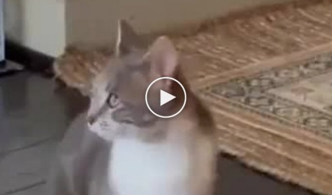 The talented cat sang a duet and gathered a full audience