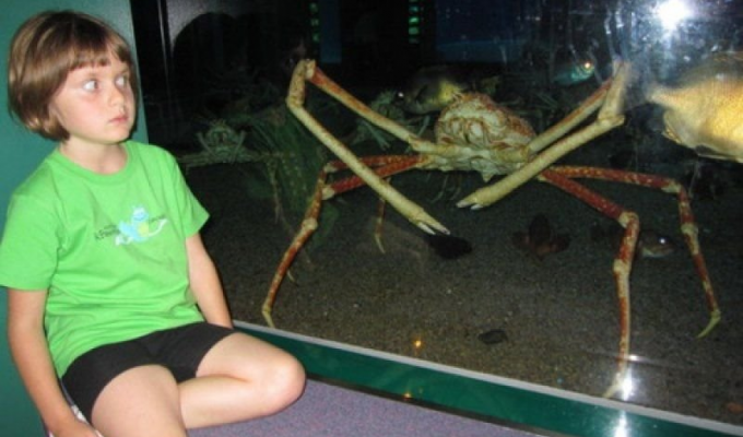 Spider crab: century-old crayfish larger than a man are almost invincible (8 photos)