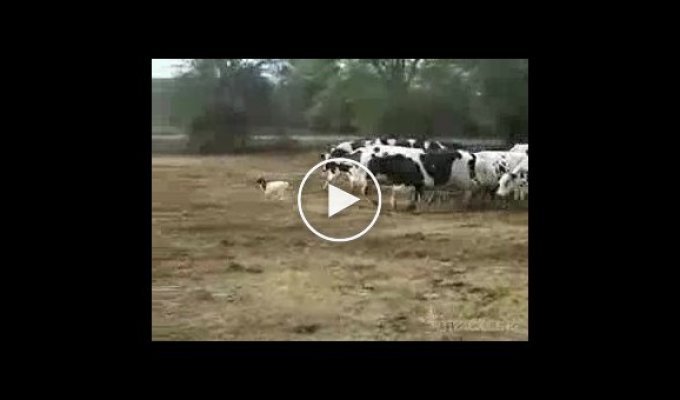 Коровы гонялись за козой