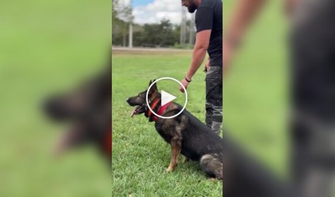 Кинолог продемонстрировал впечатляющую дрессировку служебной собаки