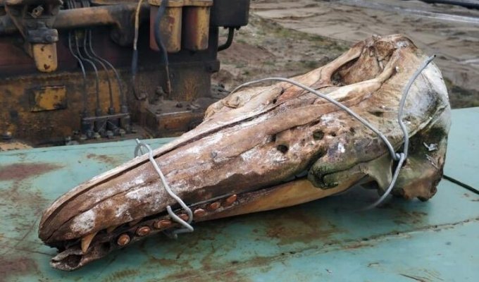 Во время работы в северных водах, нефтяники вытащили из моря череп неизвестного существа (2 фото)