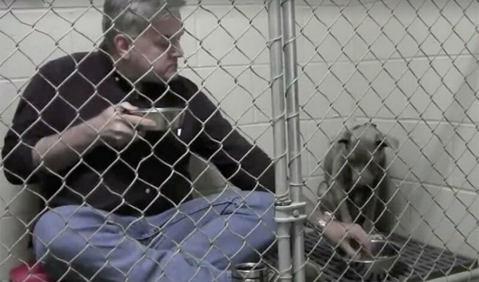 The vet ate in the same enclosure with the dog to save its life (6 photos + 1 video)