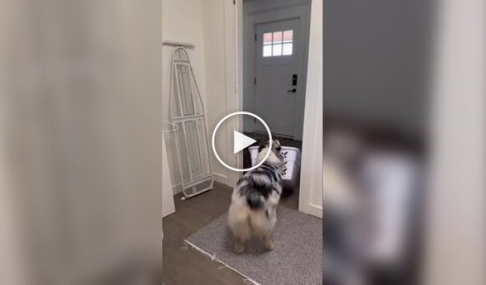 A dog helps the hostess with household chores