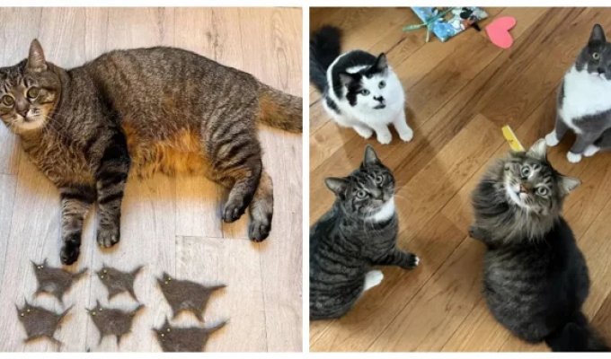 30 фото котов, глядя на которые можно прожить понедельник с улыбкой (31 фото)