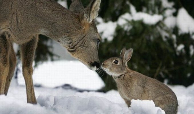 Дружба олененка и зайца (11 фотографий)