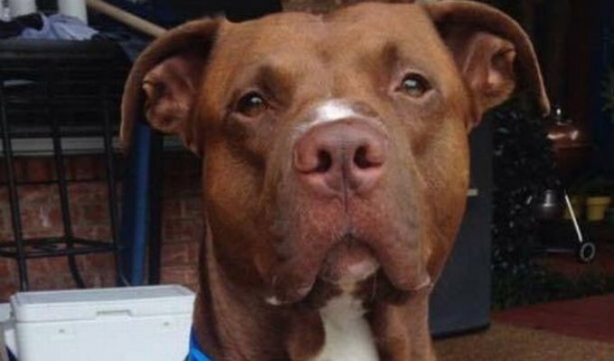 A brave pit bull saved an unfamiliar child from a poisonous snake (3 photos)