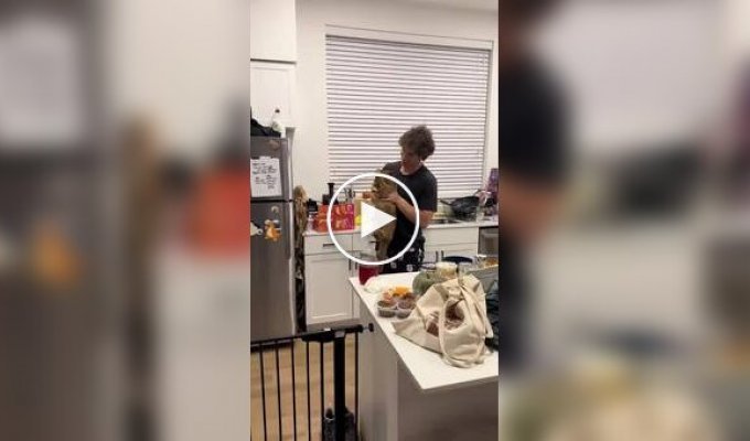 Кот до последнего защищал украденную курицу