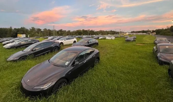 New Tesla electric cars were found in an overgrown field (4 photos)