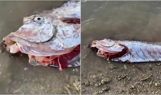 Before the earthquake in Taiwan, fishermen caught the “doomsday fish” (2 photos + 1 video)