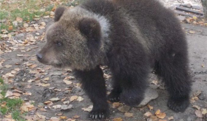 В Красноярском крае медвежонка Машу продают на интернет-аукционе за один рубль (4 фото)