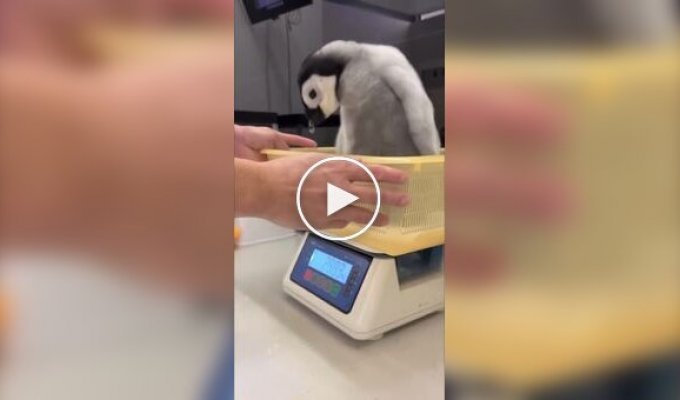 Как взвешивают пингвинят