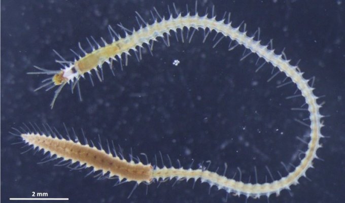 Evolution, stop it: the back of a sea worm, separate from its owner, is looking for love (2 photos)