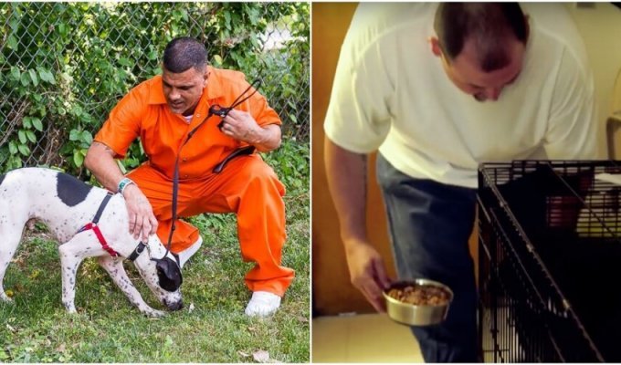 В США приютских собак отправляют в тюрьмы (12 фото + 1 видео)