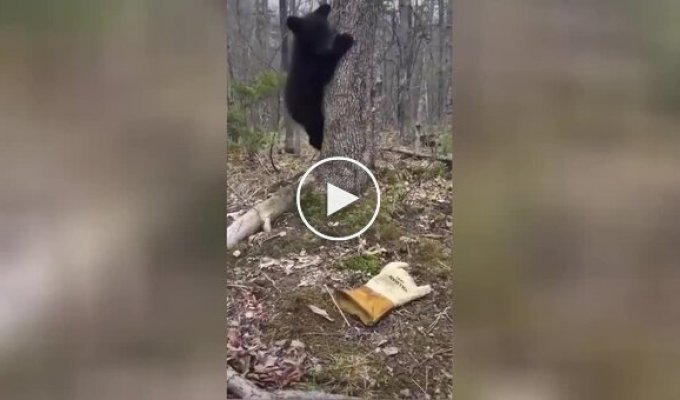 A bear cub attacked a glove