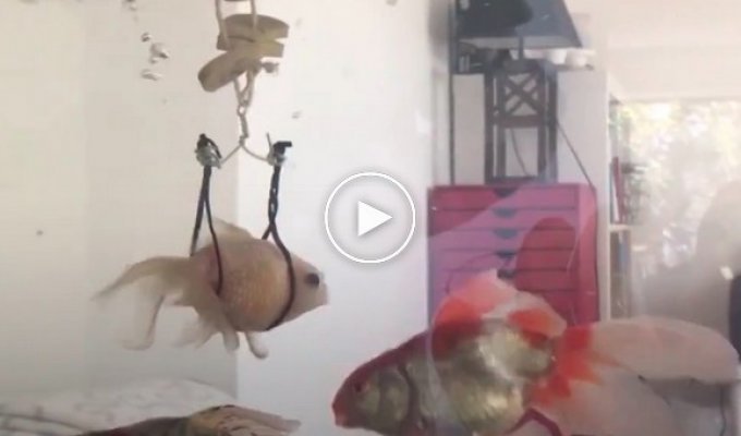The owner of this fish gave her a second chance by making her an unusual wheelchair. Look how comfortable she became