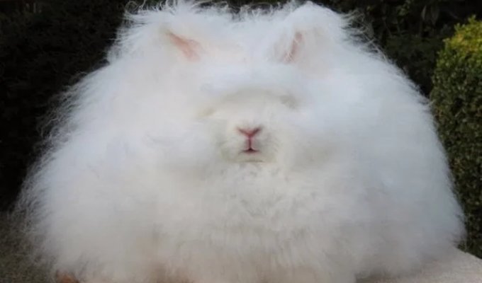 The Angora Rabbit: The Fluffiest in the World (7 photos)
