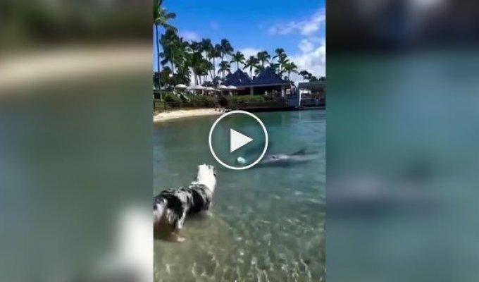 Dog plays with dolphins