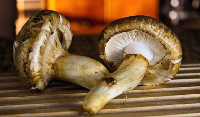 The secret of the prized matsutake mushroom (9 photos)