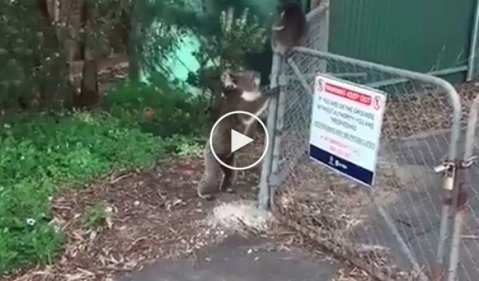 Мама-коала помогла своему детёнышу перелезть через забор  