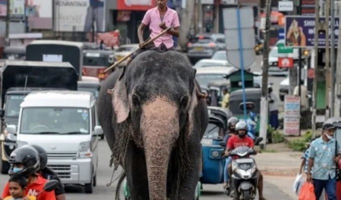 Drunk and on an elephant - a new ban in Sri Lanka makes life more boring (6 photos)