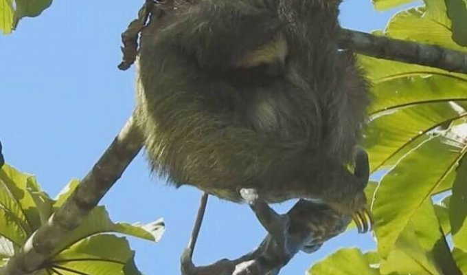 Удивительный момент: мама-ленивец родила малыша на дереве (4 фото + 1 видео)
