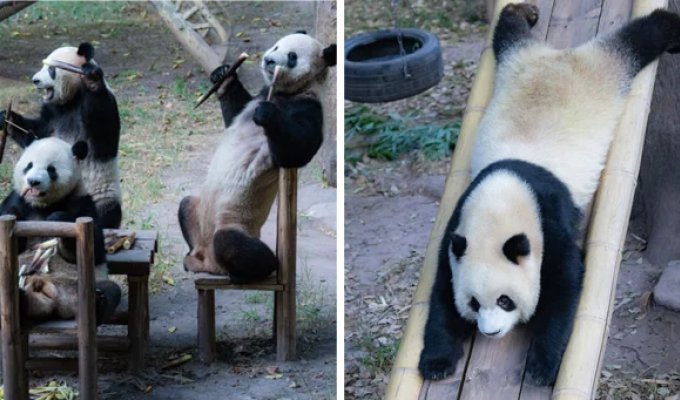 Four adorable pandas had a picnic and got applause (9 photos + 1 video)